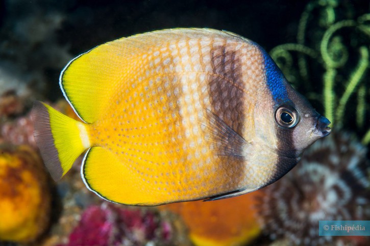Click to View Blacklip Butterflyfish<br><span style='font-size:12px'><i>Fishipedia</i></span>